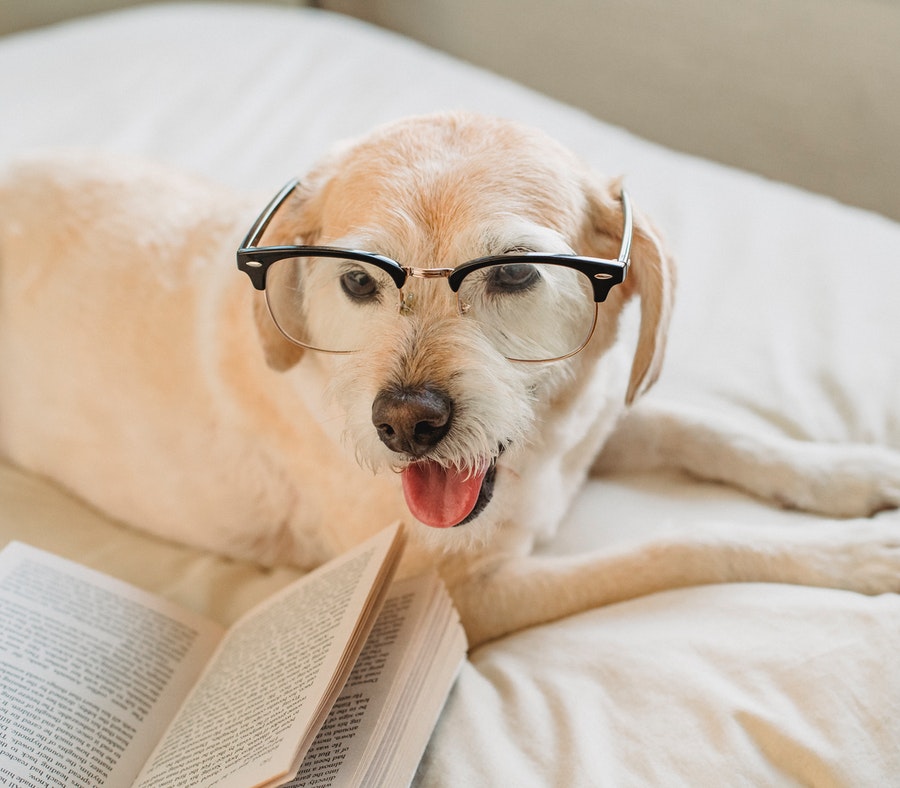 pas s naočarima